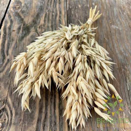 Hulless Oats Spray