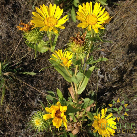 Oregon Gumweed