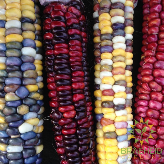 Painted Mountain Corn