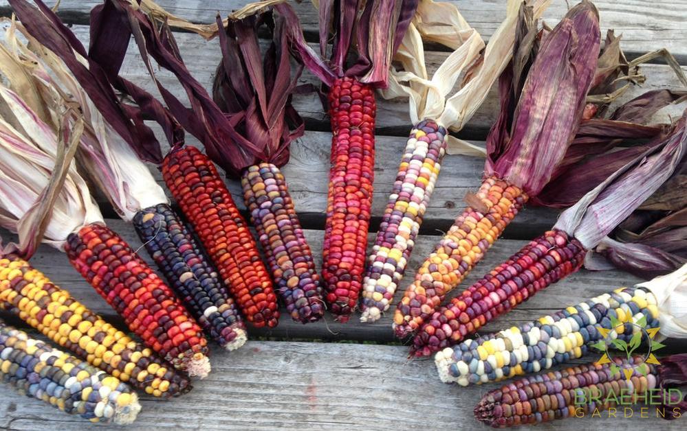 Painted Mountain Corn