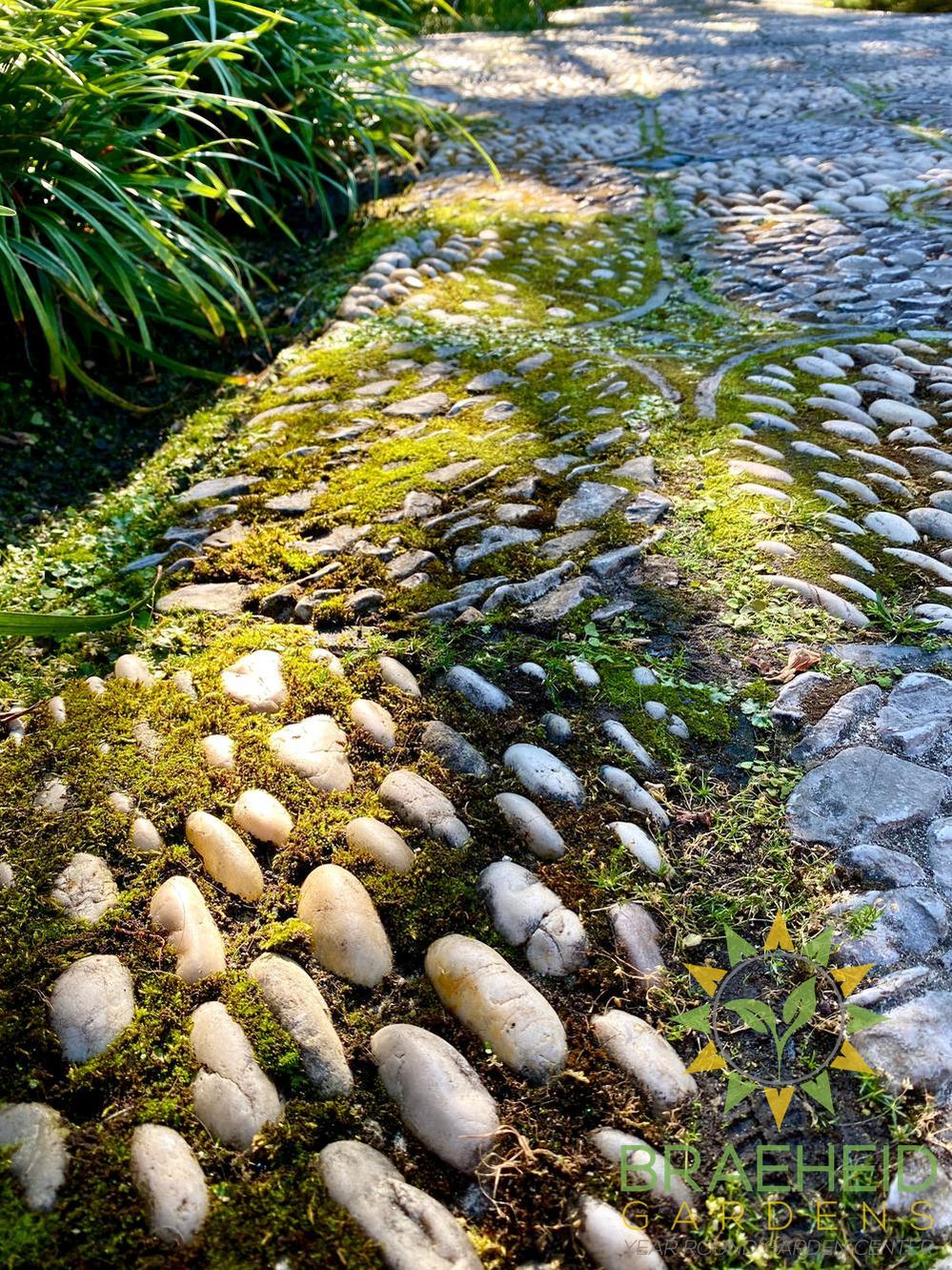 Natural Canadian Forest Moss - Revita-Moss™ (Pleurozium schreberi)