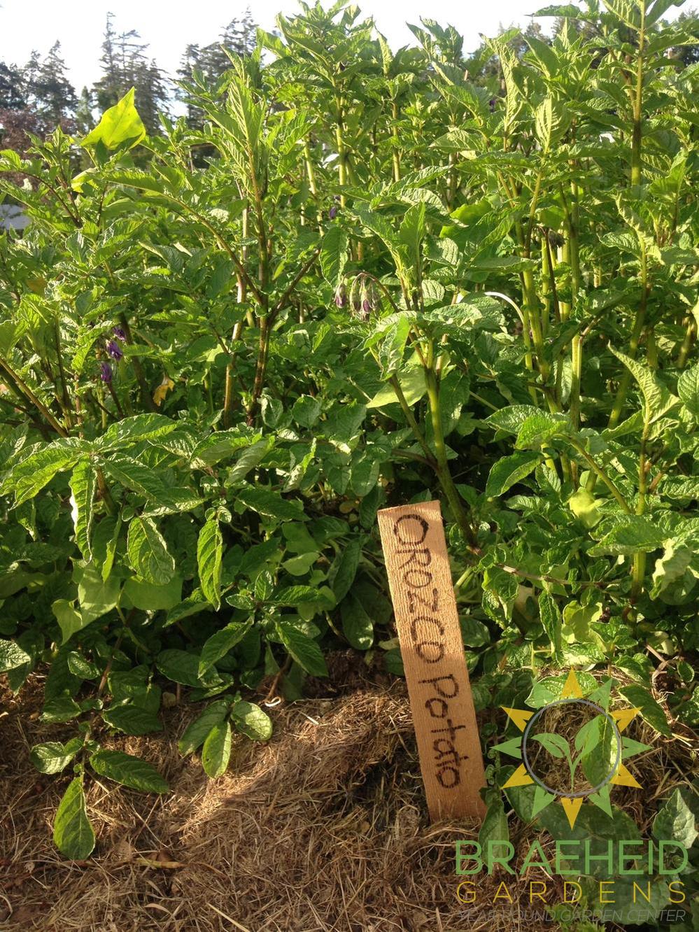 Orozco Seed Potatoes