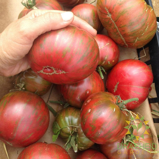 Pink Berkeley Tie Dye Tomato