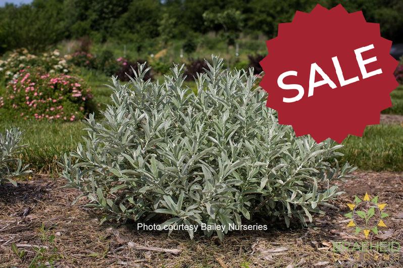 Iceberg Alley™ Sageleaf Willow