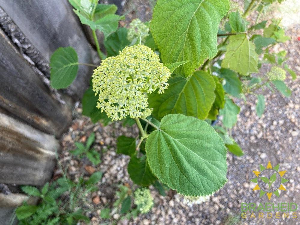 Incrediball® Hydrangea