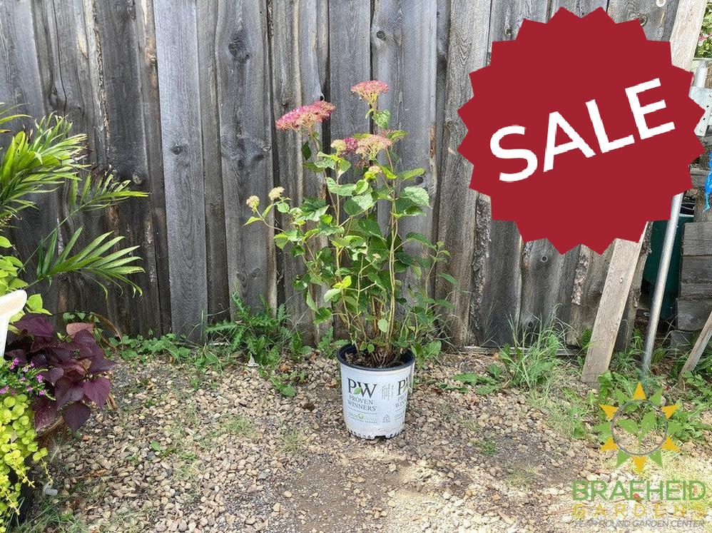 Incrediball® Blush Hydrangea