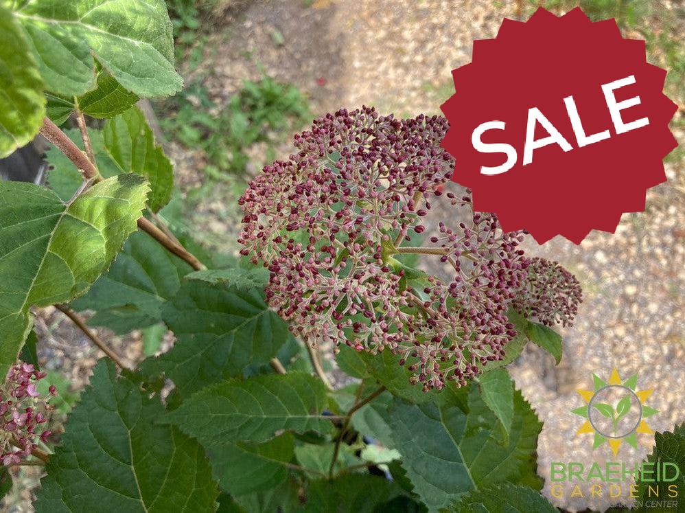 Incrediball® Blush Hydrangea