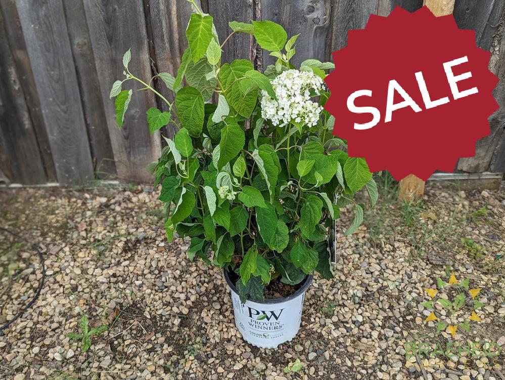 Incrediball® Hydrangea