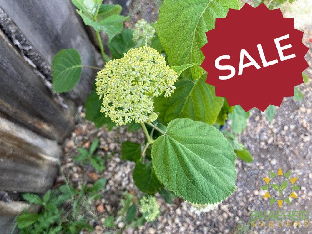 Incrediball® Hydrangea