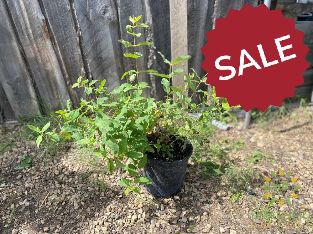 Buy Indigo Gem Haskap Berry an Edible Shrub in Grande Prairie Alberta - Braeheid Gardens Ltd.