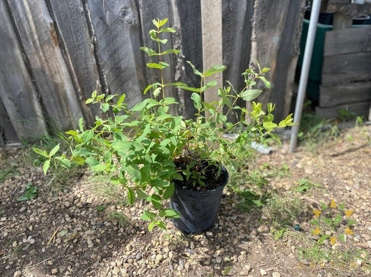 Buy Indigo Gem Haskap Berry an Edible Shrub in Grande Prairie Alberta - Braeheid Gardens Ltd.