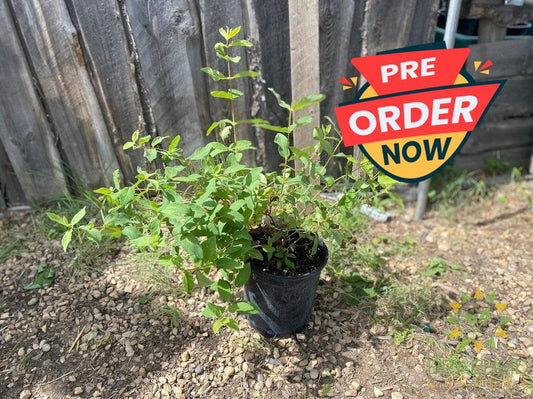 Buy Indigo Gem Haskap Berry an Edible Shrub in Grande Prairie Alberta - Braeheid Gardens Ltd.