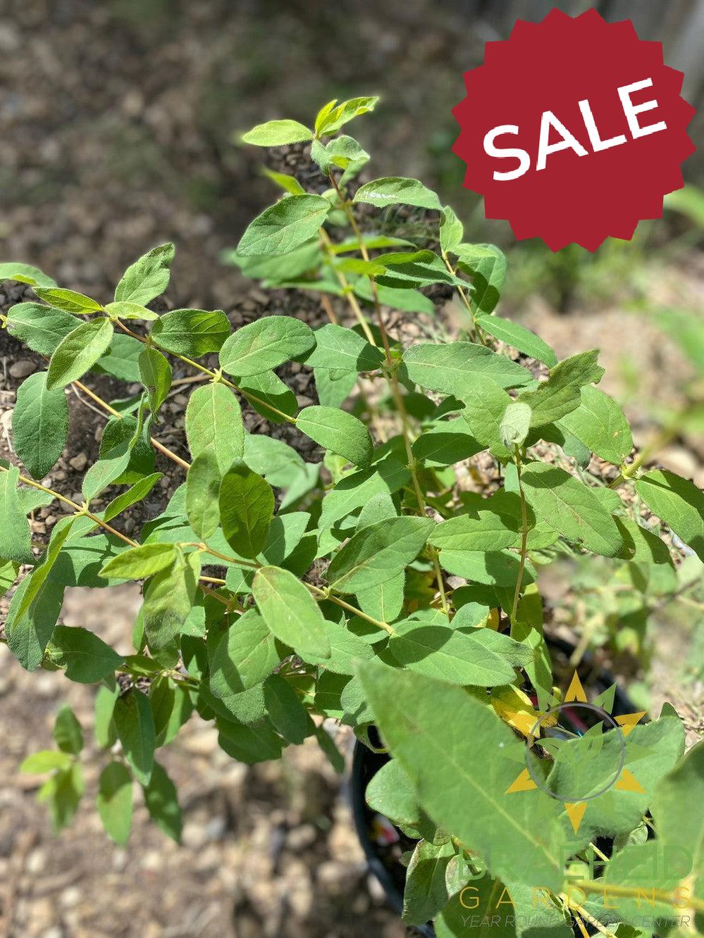 Buy Indigo Gem Haskap Berry an Edible Shrub in Grande Prairie Alberta - Braeheid Gardens Ltd.