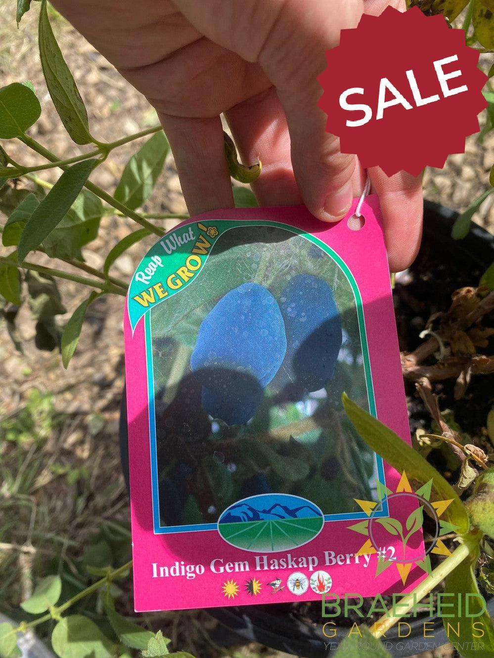 Buy Indigo Gem Haskap Berry an Edible Shrub in Grande Prairie Alberta - Braeheid Gardens Ltd.