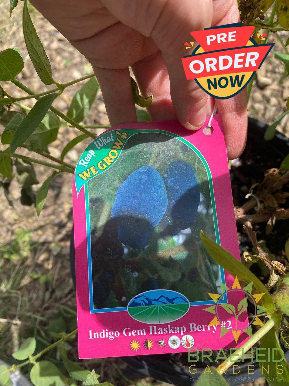 Buy Indigo Gem Haskap Berry an Edible Shrub in Grande Prairie Alberta - Braeheid Gardens Ltd.