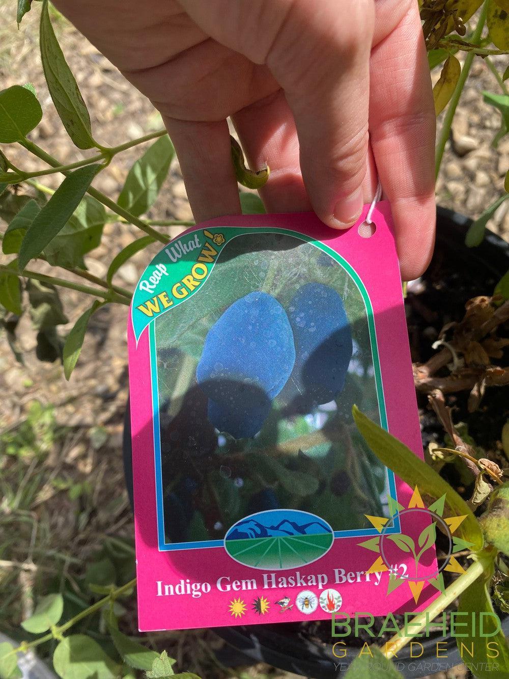 Buy Indigo Gem Haskap Berry an Edible Shrub in Grande Prairie Alberta - Braeheid Gardens Ltd.