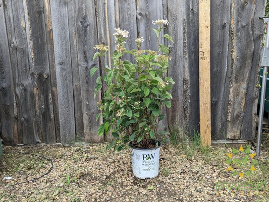 Invincibelle Lace Hydrangea