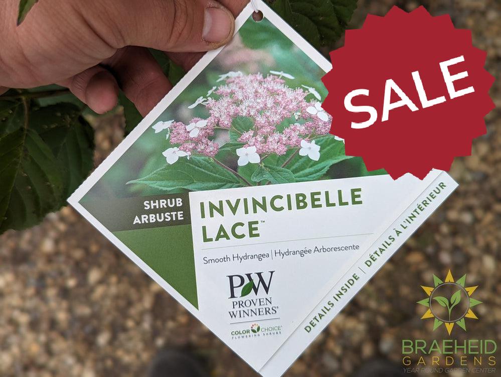 Invincibelle Lace Hydrangea