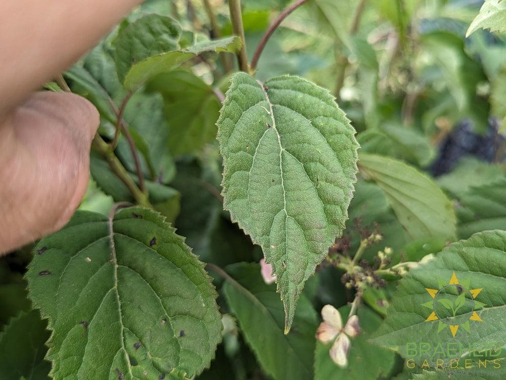 Invincibelle Lace Hydrangea