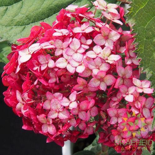 Invincibelle® Ruby Hydrangea