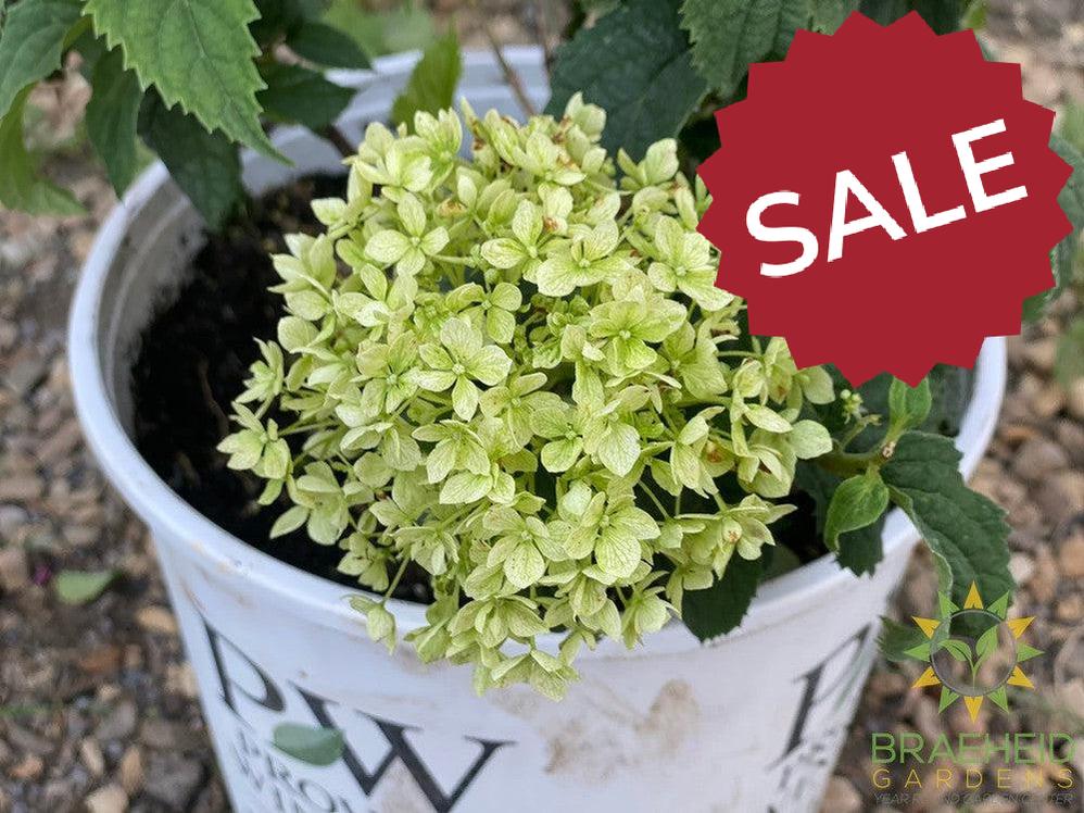 Invincibelle® Limetta® Hydrangea