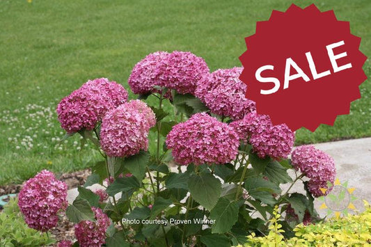 Invincibelle® Mini Mauvette® Hydrangea