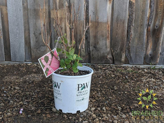 Invincibelle® Spirit II Hydrangea