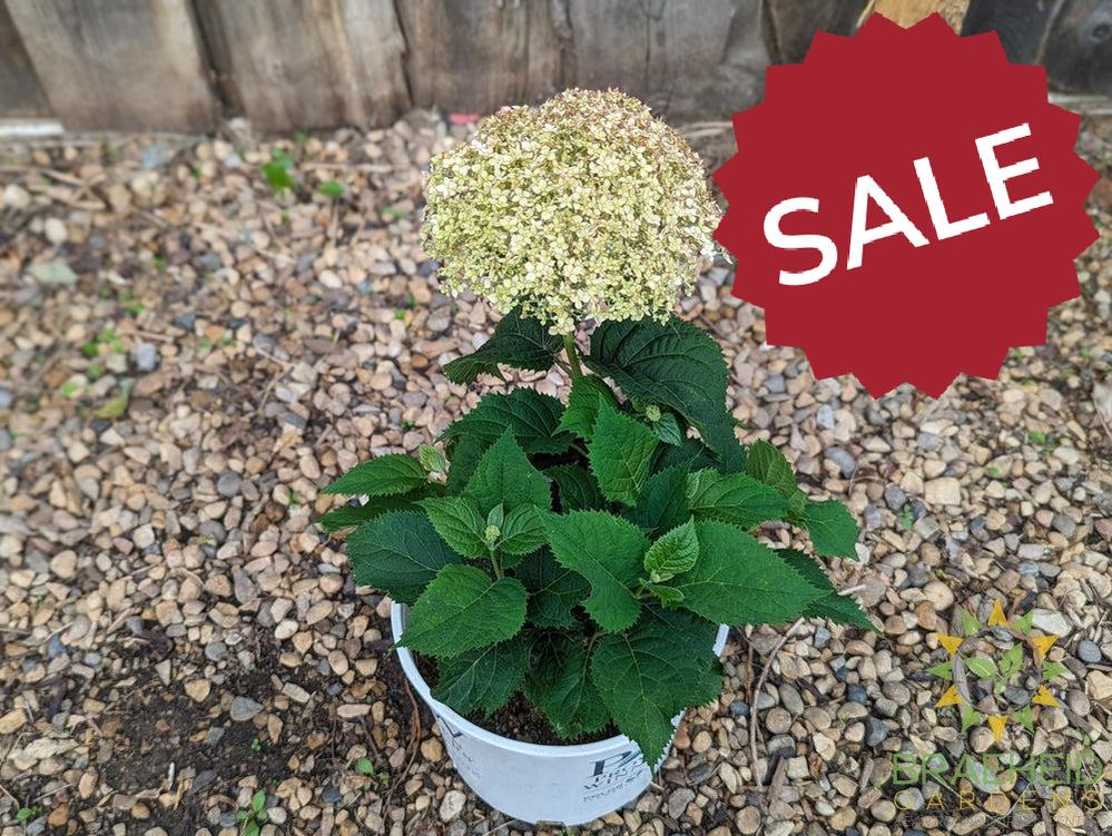 Invincibelle® Wee White™ Hydrangea