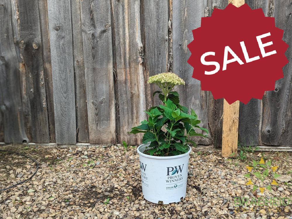 Invincibelle® Wee White™ Hydrangea