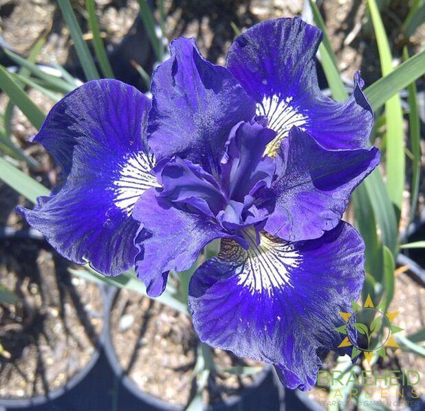 Ruffled Velvet Siberian Iris
