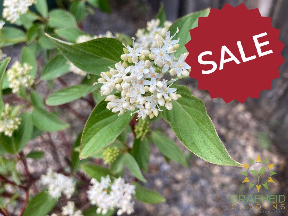 Isanti Dogwood