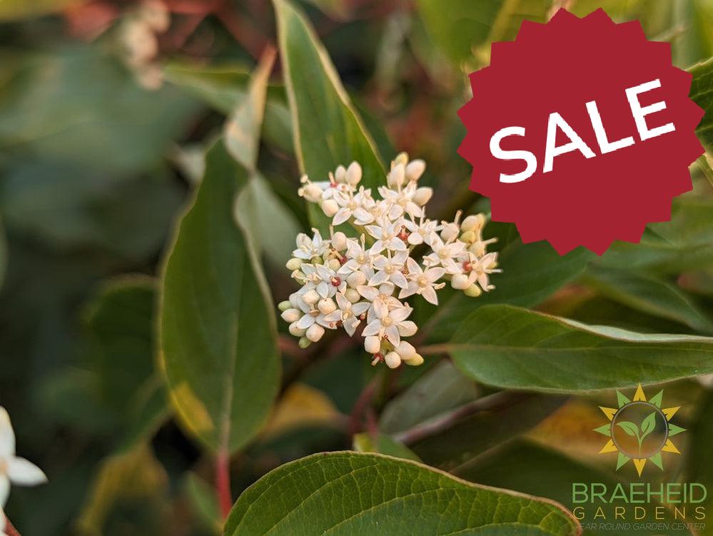 Isanti Dogwood