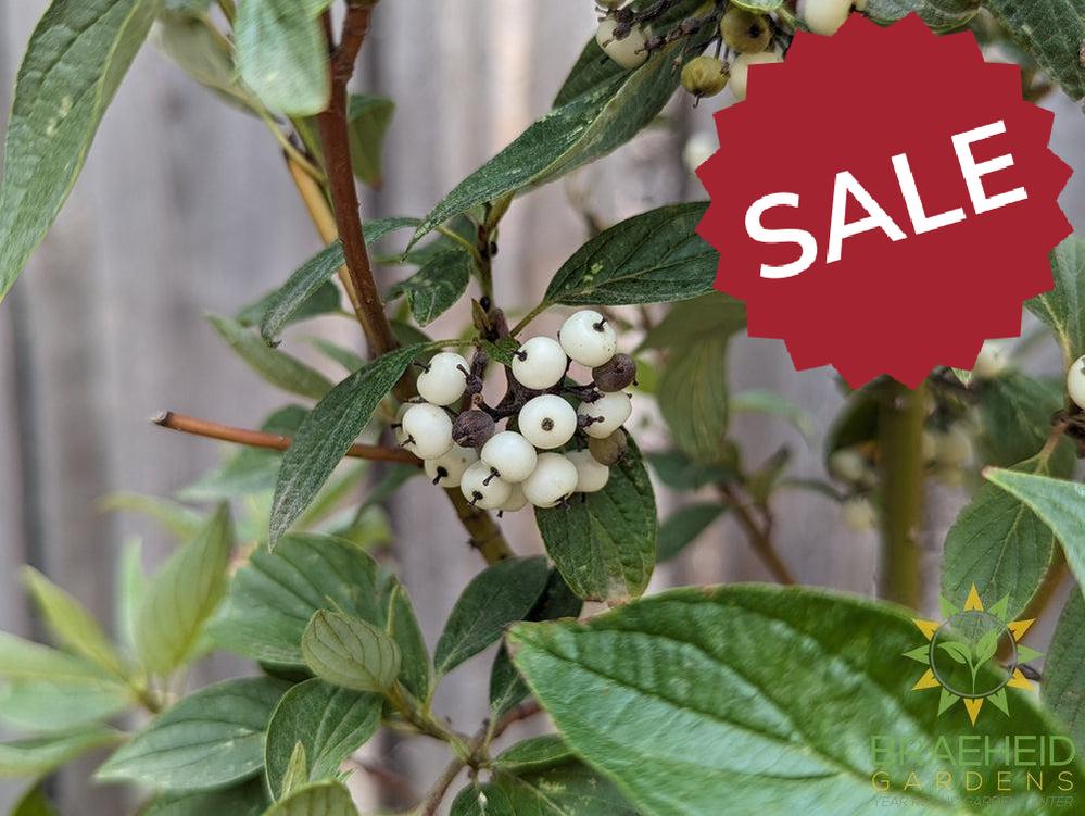 Isanti Dogwood