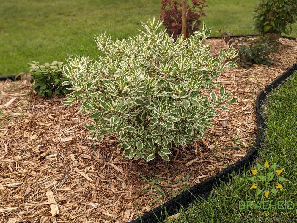 Ivory Halo® Dogwood