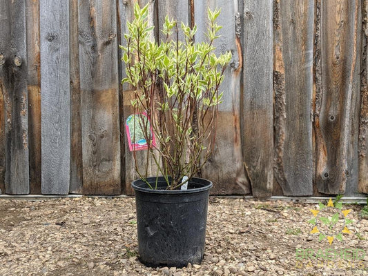 Ivory Halo® Dogwood