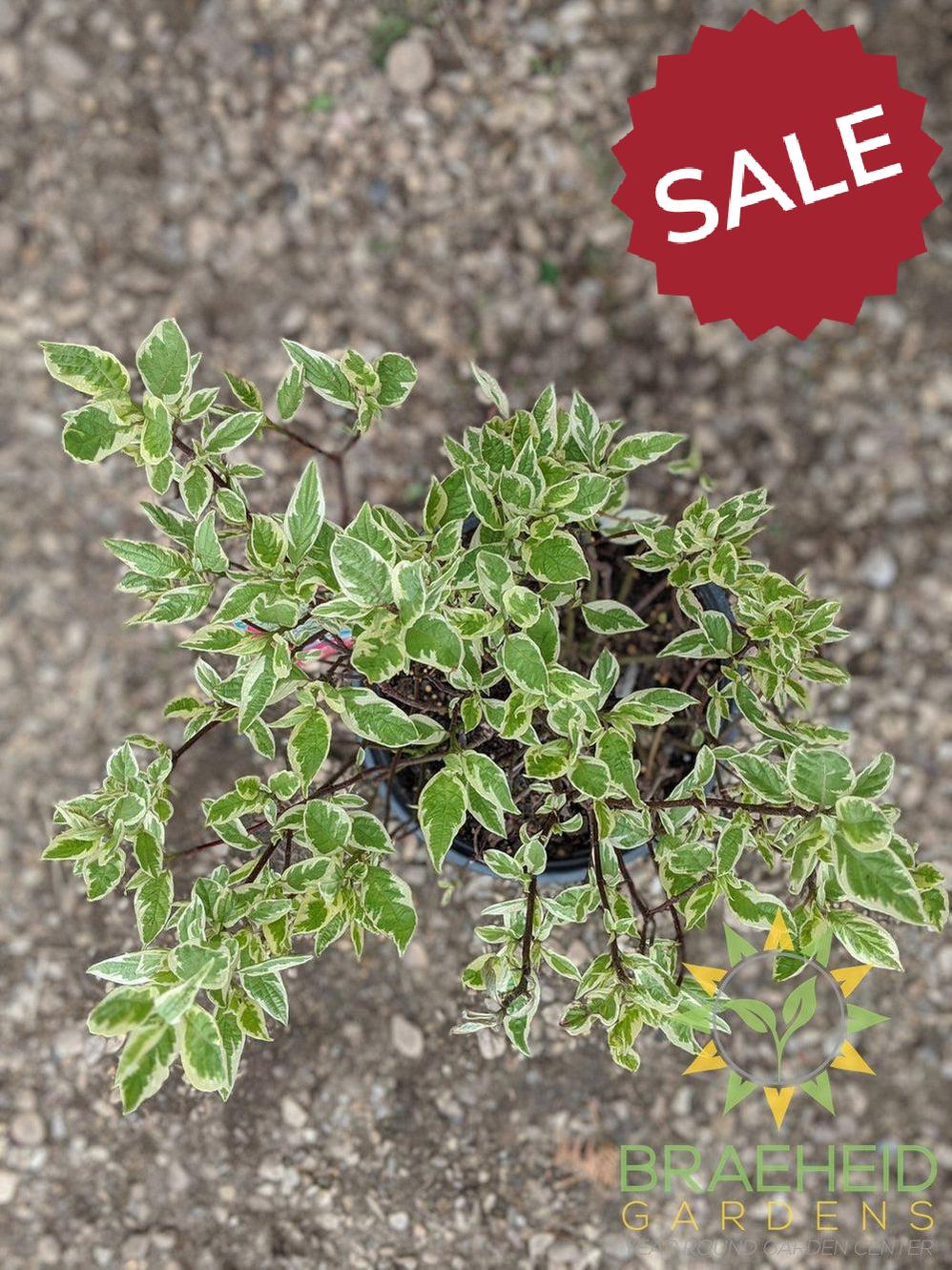 Ivory Halo® Dogwood