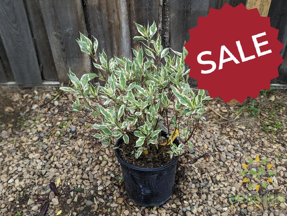 Ivory Halo® Dogwood