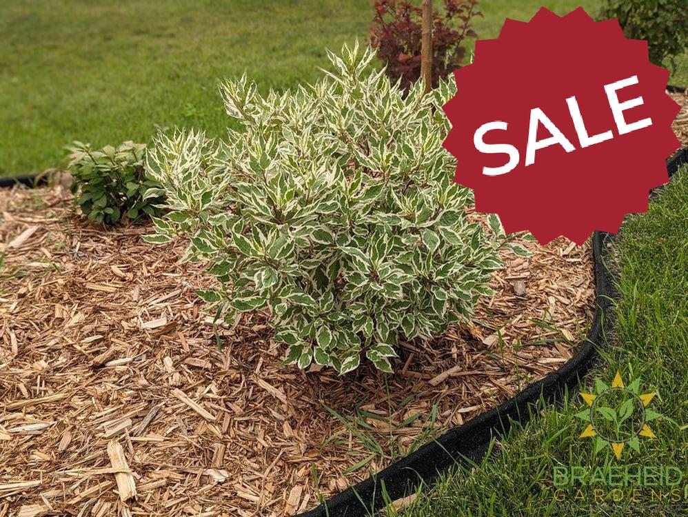 Ivory Halo® Dogwood