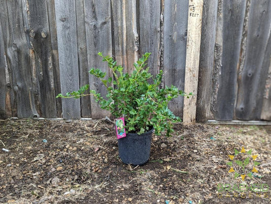 Buy Jahn's Prairie Gooseberry an Edible Shrub in Grande Prairie Alberta - Braeheid Gardens Ltd.