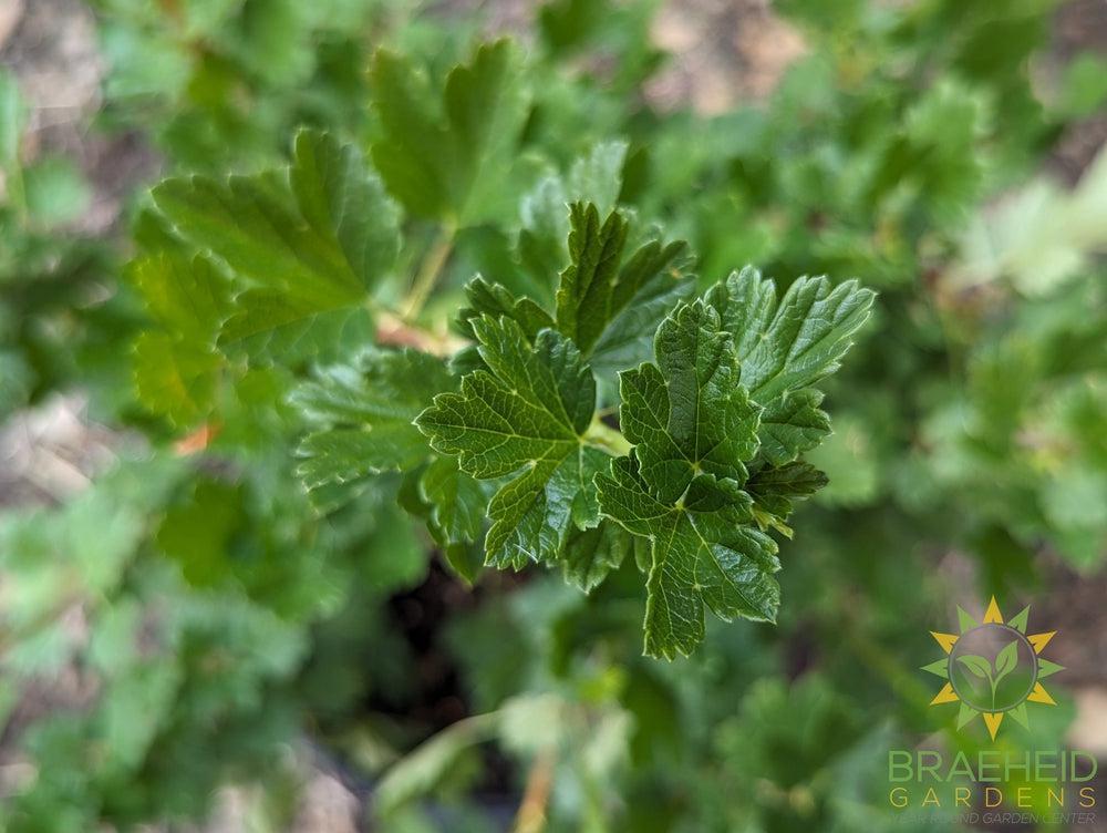 Buy Jahn's Prairie Gooseberry an Edible Shrub in Grande Prairie Alberta - Braeheid Gardens Ltd.