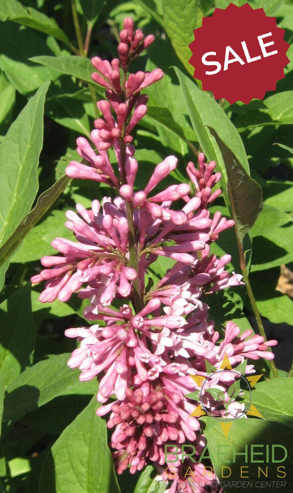 James MacFarlane Lilac