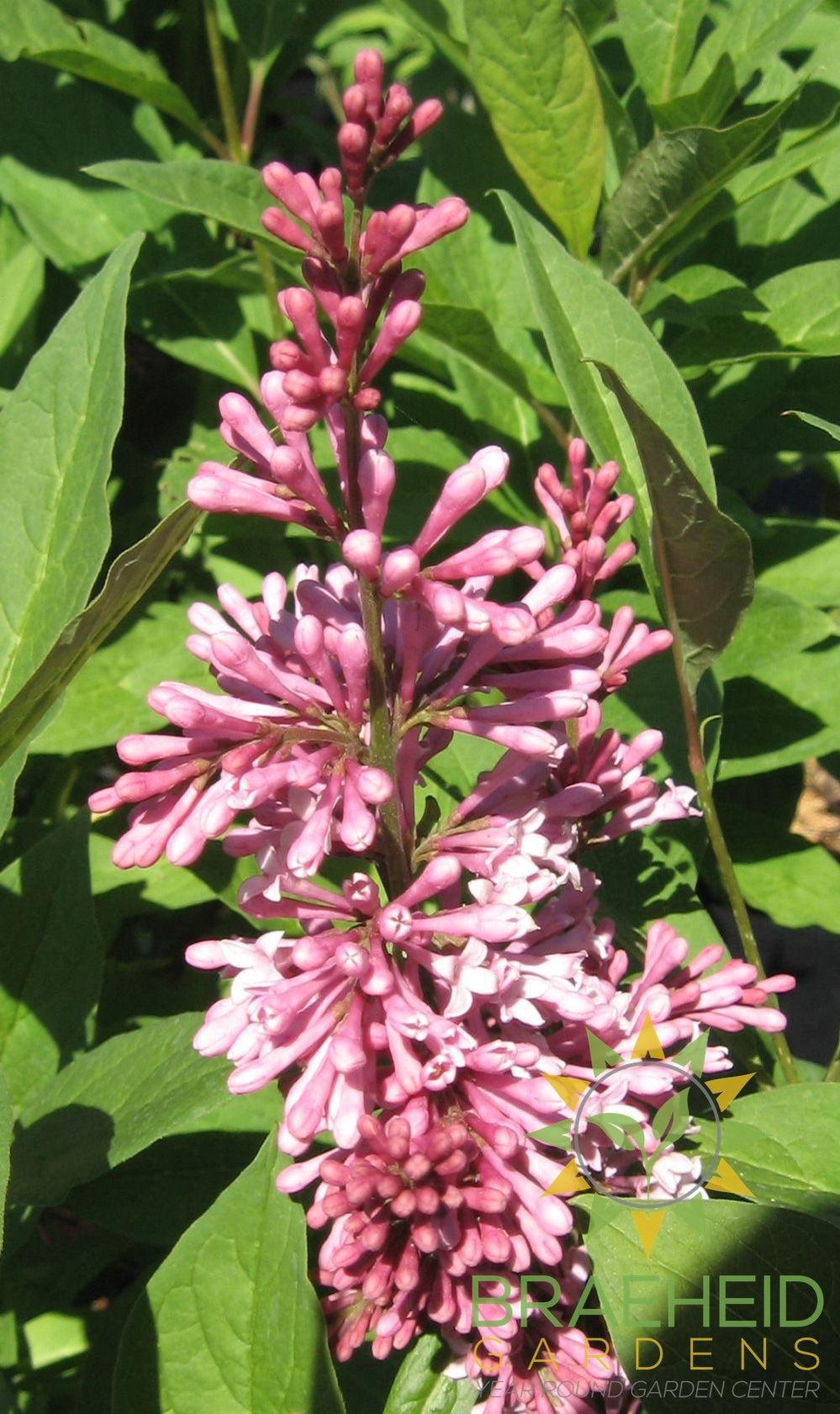 James MacFarlane Lilac