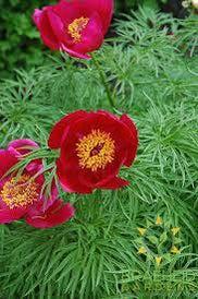 Japanese Fernleaf Peony - NO SHIP -