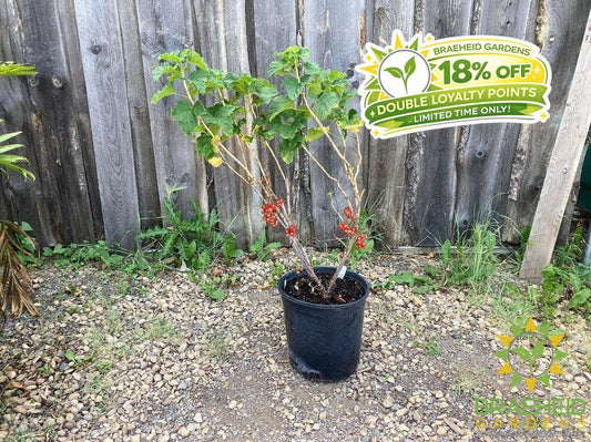 Buy JostaBerry an Edible Shrub in Grande Prairie Alberta - Braeheid Gardens Ltd.