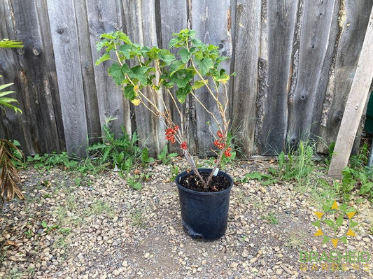 Buy JostaBerry an Edible Shrub in Grande Prairie Alberta - Braeheid Gardens Ltd.
