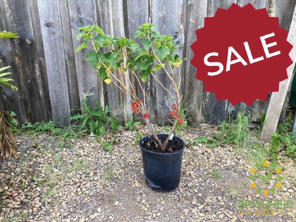 Buy JostaBerry an Edible Shrub in Grande Prairie Alberta - Braeheid Gardens Ltd.