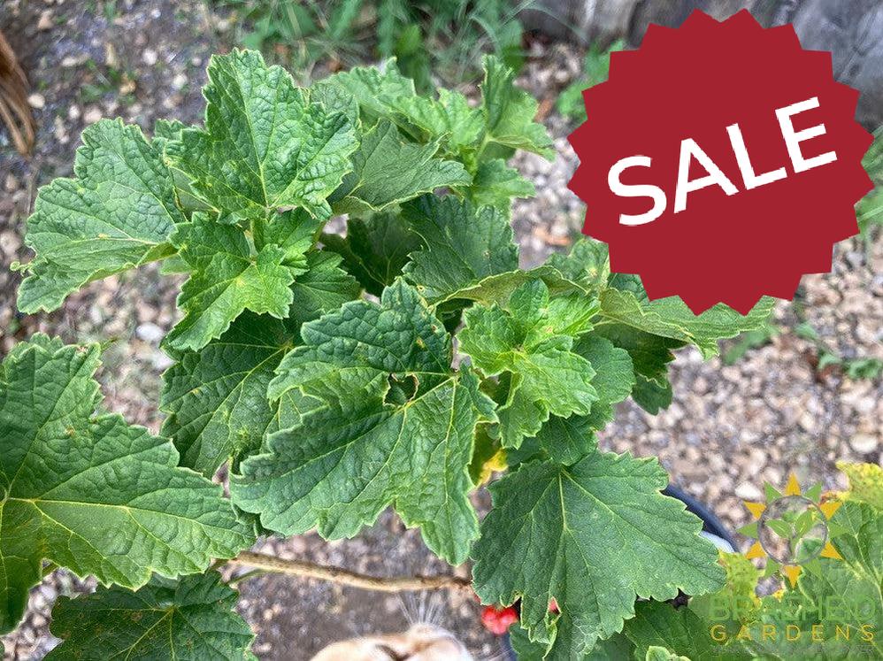 Buy JostaBerry an Edible Shrub in Grande Prairie Alberta - Braeheid Gardens Ltd.