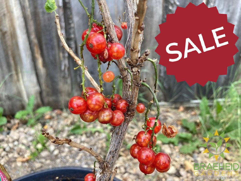 Buy JostaBerry an Edible Shrub in Grande Prairie Alberta - Braeheid Gardens Ltd.