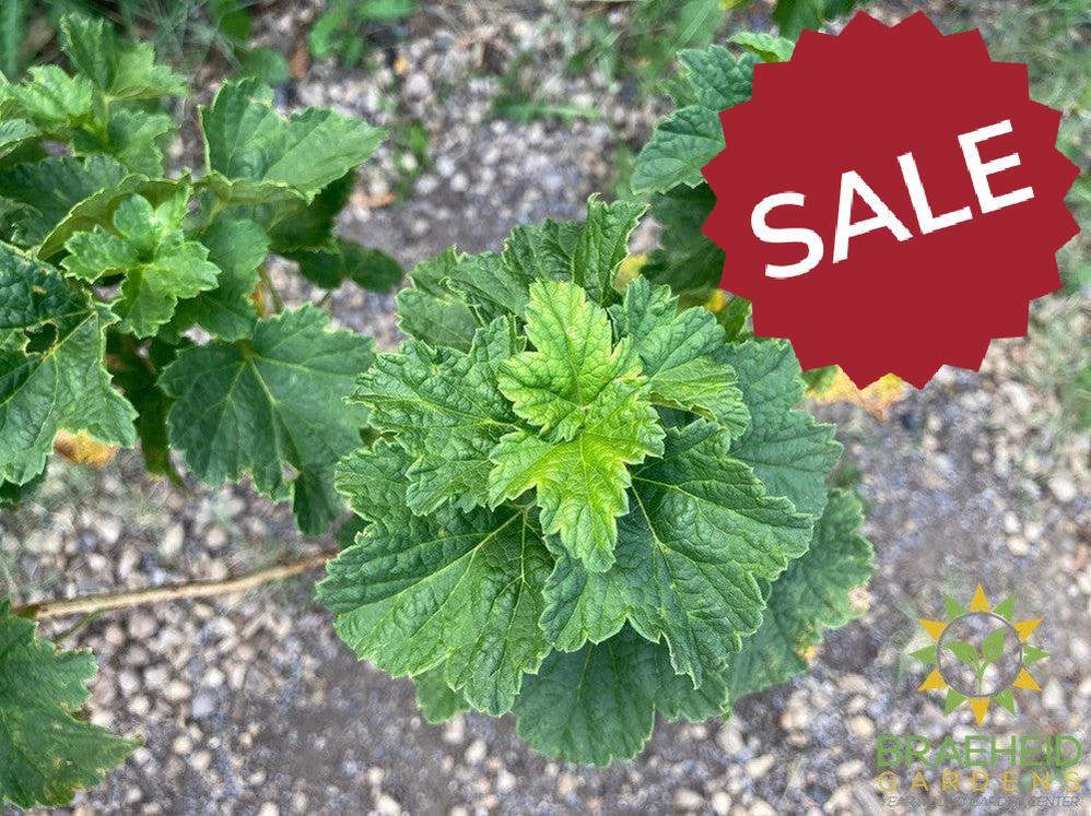 Buy JostaBerry an Edible Shrub in Grande Prairie Alberta - Braeheid Gardens Ltd.