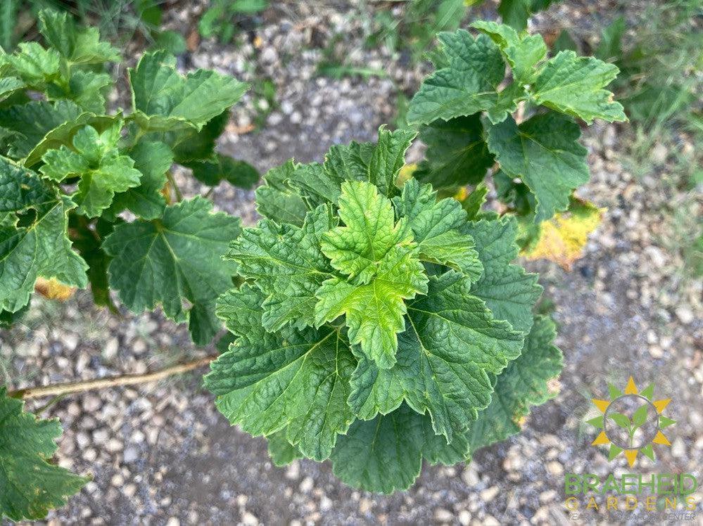 Buy JostaBerry an Edible Shrub in Grande Prairie Alberta - Braeheid Gardens Ltd.